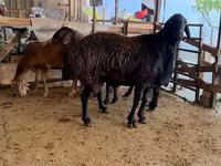 كبش, Rhon sheep — الصورة 3