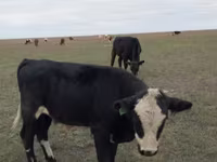 Boğa, Simmental cattle — foto 7