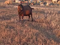 Kozioł, Italian Alpine goat — zdjęcie 1