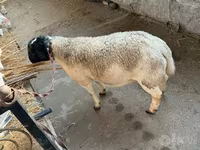قوچ, Dorper sheep — عکس 2