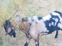 بز نر, Nubian Goat — عکس 8