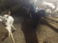 ছাগল, ছাগল — ছবি 3