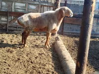 숫양, Hissar sheep — 사진 1