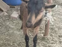 Capra, Alpine goat — foto 2