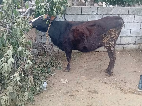 ძროხა, მსხვილფეხა რქოსანი