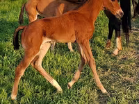 Kůň, Akhal-Teke — foto 3