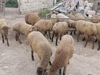 میش, گوسفند — عکس 2