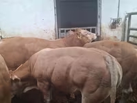 Lembu jantan, Blonde d’Aquitane cattle — foto 6