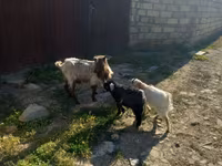 თხა, თხები — ფოტო 1