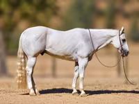 اسب نر, Quarter Horse — عکس 1