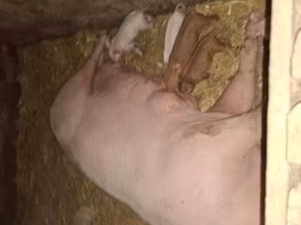 Babi betina, Pigs