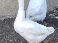 Geese — foto 1