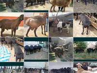 Kambing jantan, Sheep — foto 2