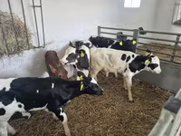 Toro, Russian Black pied cattle — foto 7