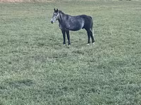 Ngựa đực, Percheron — ảnh 1
