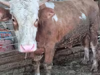 Býk, Simmental cattle — foto 1