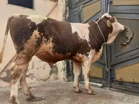Bulle, Simmental cattle — Foto 2