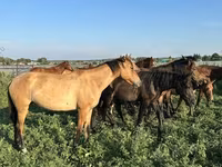 Kuda jantan, Bashkir horse — foto 2