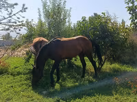 Hingst, Arabian horse — foto 2