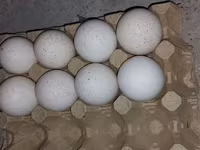 برنزی — عکس 2