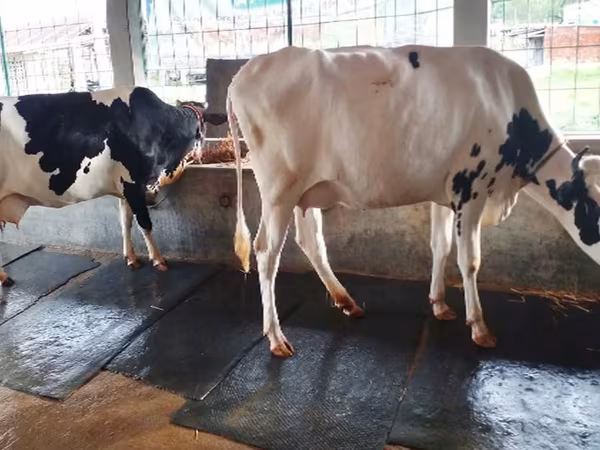 بقرة, Russian Black pied cattle