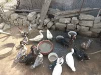 Ducks — عکس 4