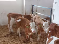 گاو نر, Simmental cattle — عکس 1