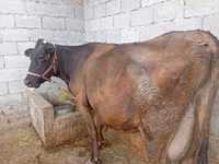Крава, Swiss cattle — снимка 5