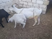 Koza, Kozy — foto 2
