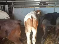 วัวตัวผู้, Simmental cattle — รูปภาพ 4