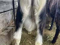 숫염소, Alpine goat — 사진 5