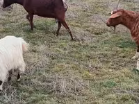 Capre (lotto, sesso non specificato), Saanen goat — foto 7