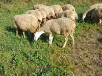 Får, Karabakh sheep — foto 2