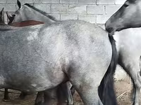 Horse (M), Horse breed — photo 3