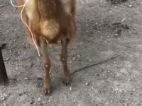 Oveja, Hissar sheep — foto 3