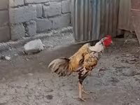 Chickens — عکس 2