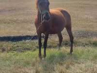 Mare, Horses — photo 5