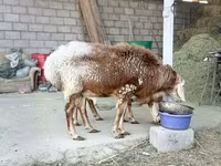 مینڈھا, Rhon sheep — تصویر 6