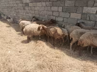 Biri-biri (lot, jantina tidak dinyatakan), Sheep — foto 3