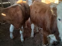Cavallo, Cavalli — foto 2