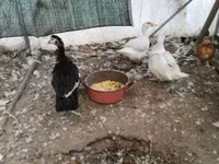 Ducks — foto 2