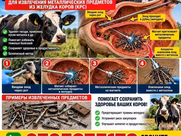 Продаю | Корова (самка), Бык (самец), Тёлка | На откорм, На забой, Для разведения
