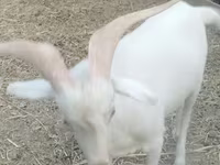 Billy Goat, Saanen goat — photo 2