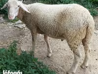 Widder, Luzein sheep — Foto 1