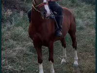 Hengst, Tatar horse — Foto 1
