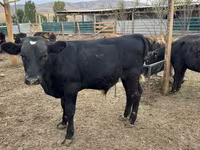황소, Swiss cattle — 사진 3