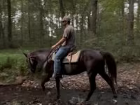 Cal, Rocky Mountain Horse — foto 3