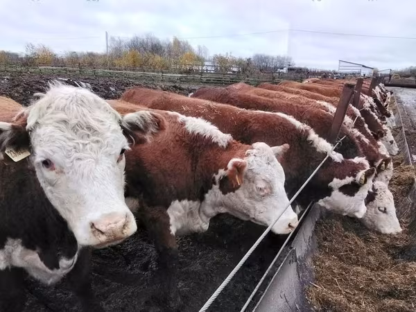 Cow, Hereford