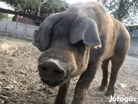 Babi jantan, Дюрок — foto 4