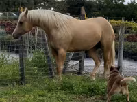 فرس, Quarter Horse — الصورة 4